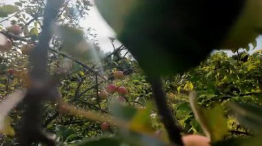 Olgun elmalar yeşil yaprakların arasında meyve dallarında sallanıyor. Sonbahar hasadında tepe örtüsünden bak.