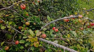 Hasat döneminde ağaçlarda sayısız kırmızı meyve bulunan elma bahçesi. Ticari meyve üretimi.
