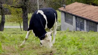 Taşrada çiftlik ahırının yakınında süt ineği otluyor. Kuzey İtalya 'da özel çiftlik hayvanları yetiştiriciliği.
