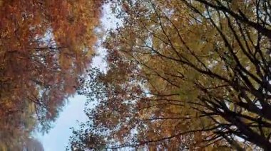 Sonbahar ağaçlarının dinamik manzarası, altın yapraklar ve gökyüzü. Ormanda hareket eden kamera.