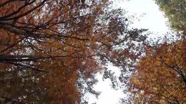 Sonbahar ağacı taçlarının yukarıdan görünüşü kırmızı-turuncu yapraklar ve gökyüzü arkaplanı.