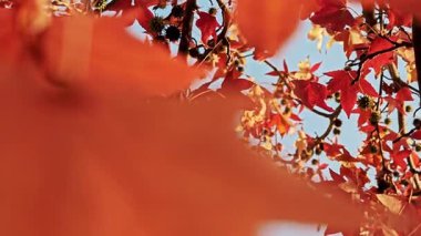 Bulanık kırmızı-turuncu sonbahar yaprakları hareket halinde soyut sanatsal etki yaratıyor.