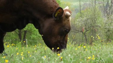 Kırsal kesimdeki çiftlikte taze ot yiyen sığırların yakın çekimi. Doğada beslenen evcil hayvan.