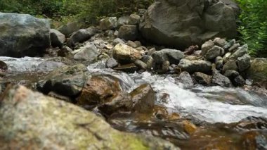 Picturesque mountain creek flows through quiet woodland area during bright summer day. Tranquil scene highlighting purity of nature.