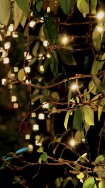 Karanlık bir kış gecesinde parlak noel ışıkları kalın bitki yapraklarına örülmüş. Dekoratif açık hava aydınlatması.