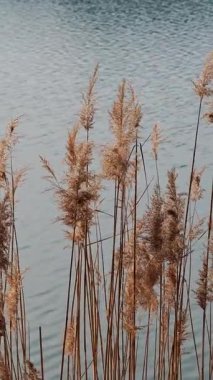 Kışın sakin göl kıyısında sallanan kuru sarı sazlıklar. Doğal dikey doku ve manzara.