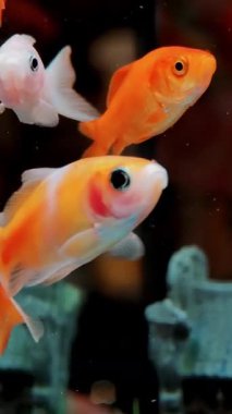 Açık bir akvaryumda yüzen parlak turuncu akvaryum balığı. Su ve su altı ekosisteminin dikey bileşimi.