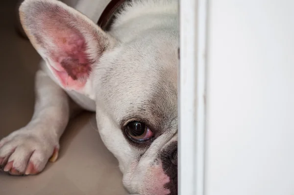 Sad and Hidden Dog (French Bulldog) — Stock Photo, Image