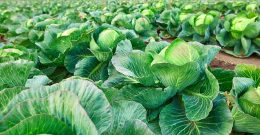 Beyaz lahana. Çiftçi tarlasında büyüyen beyaz lahana kafasının yakın çekimi..