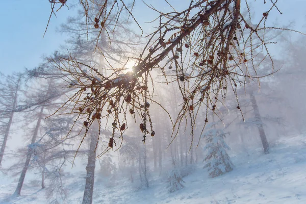 Schneesturm Hintergrund Des Waldes Den Bergen Schlechte Sicht Und Nebel — Stockfoto