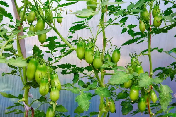 Cluster Pomodori Maturazione Verde Agricoltura Biologica Coltivazione Giovani Piante Pomodoro — Foto Stock