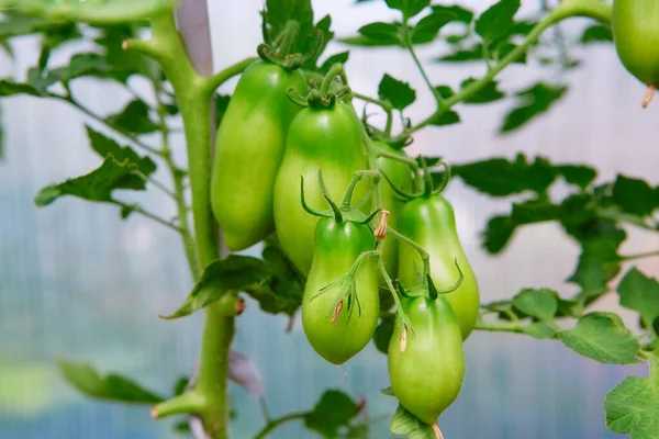 Racimos Tomates Maduros Verdes Agricultura Ecológica Cultivo Plantas Jóvenes Tomate — Foto de Stock