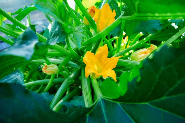 Bel Fiore Zucchina Gialla Fiorisce Giardino Pianta Courgette Che Cresce — Foto Stock