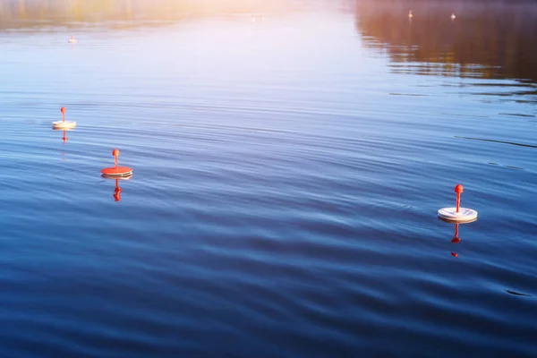 Angelkreise Schwimmen Auf Dem Ruhigen Herbstsee Und Warten Auf Den — Stockfoto