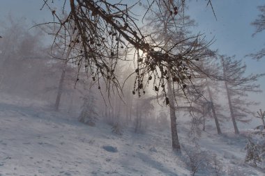Dağlardaki ormanın arka planında kar fırtınası. Kar fırtınasında görüş mesafesi ve sis zayıf