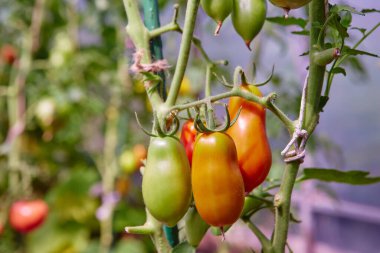 Olgunlaşan yeşil domates kümeleri. Organik tarım, serada taze domates yetiştirme.