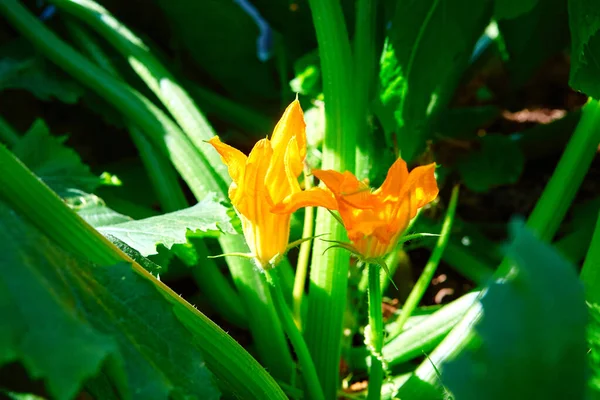 Une Belle Fleur Courgette Jaune Fleurit Dans Jardin Courgette Plante — Photo