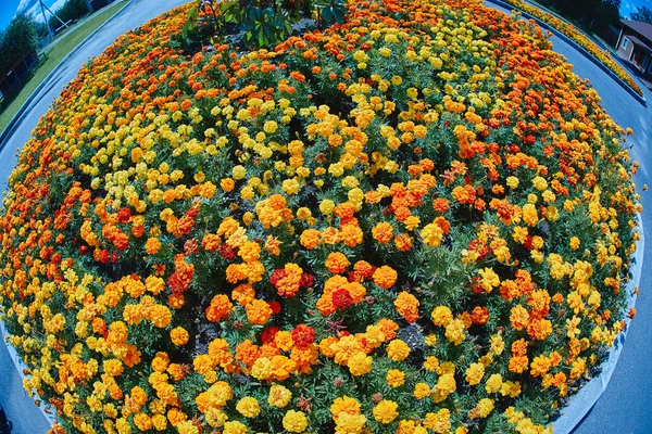 Beautiful round flower bed with marigolds, fisheye lens photography. — Stock Image Beautiful Flower Bed Marigolds Fisheye Lens Photography Stock Photo