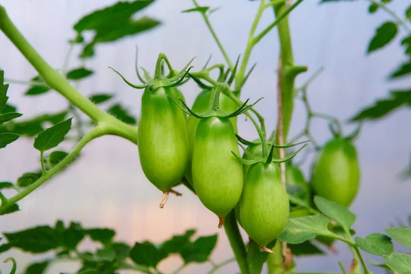 Racimos de tomates maduros verdes. Agricultura ecológica, cultivo de plantas jóvenes de tomate en el invernadero. — Foto de Stock