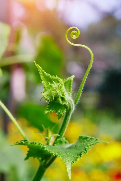 Un primer plano de una zarza que crece en una planta de pepino. Las plantas en el invernadero no OGM, comida vegetariana — Foto de Stock
