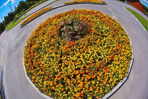 Beautiful round flower bed with marigolds, fisheye lens photography. — Stock Image Beautiful Flower Bed Marigolds Fisheye Lens Photography Stock Image