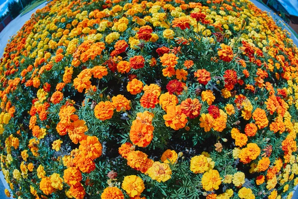 Beautiful round flower bed with marigolds, fisheye lens photography. — Stock Image Beautiful Flower Bed Marigolds Fisheye Lens Photography Royalty Free Stock Photos