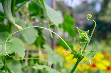 Salatalık bitkisinin üzerinde yetişen bir filizin yakın çekimi. Seradaki bitkiler GDO 'suz, vejetaryen gıdalar..