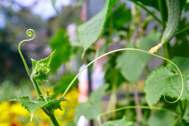 Salatalık bitkisinin üzerinde yetişen bir filizin yakın çekimi. Seradaki bitkiler GDO 'suz, vejetaryen gıdalar..