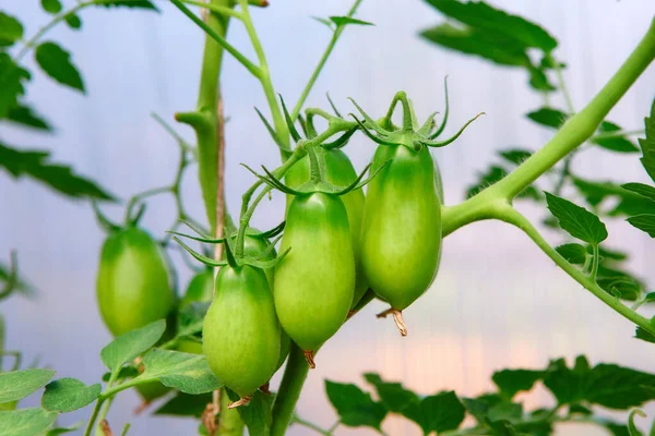 Racimos Tomates Maduros Verdes Agricultura Ecológica Cultivo Plantas Jóvenes Tomate — Foto de Stock