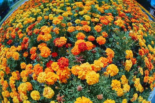 Beautiful round flower bed with marigolds, fisheye lens photography. — Stock Image Beautiful Flower Bed Marigolds Fisheye Lens Photography Royalty Free Stock Images
