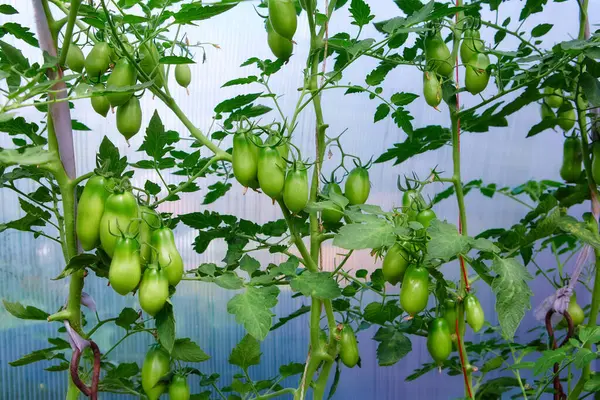 Racimos Tomates Maduros Verdes Agricultura Ecológica Cultivo Plantas Jóvenes Tomate — Foto de Stock