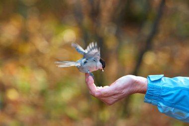 Siyah Başlıklı Tavuk Bir avuç dolusu Besin 'den Kuş Yiyen Tohumlar