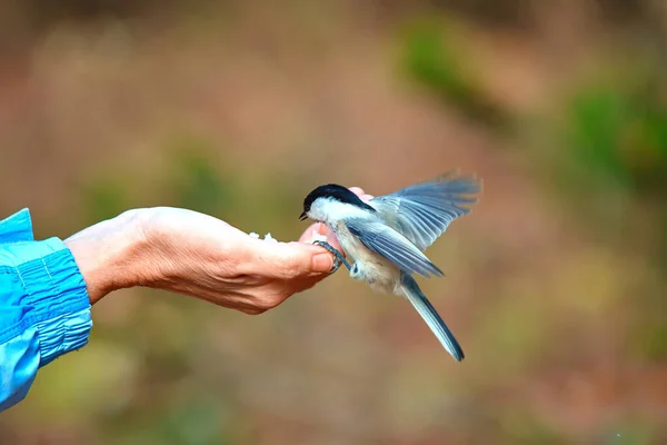 Herfst. Een man voedt een bosvogel uit de palm van zijn hand. Gewone naaktslak of Sitta europea — Stockfoto