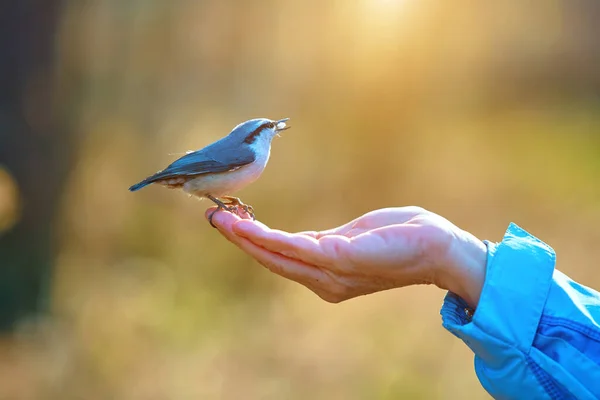 Podzim. Muž krmí lesního ptáka z dlaně své ruky. Časté nuthatch nebo Sitta europaea — Stock fotografie