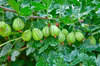 Yakın planda olgun bir Bektaşi üzümü bitkisi. Çalılıklarda taze bektaşi üzümü, yeşil yapraklı bitkiler. Bir dal üzerinde bektaşi üzümü.