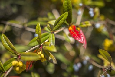 Bush bahar yeşil ve kırmızı yapraklar