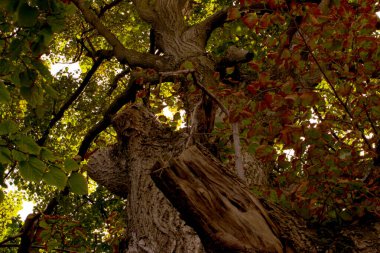 Ormanda ağaçların güzelliğine hayran kaldım.