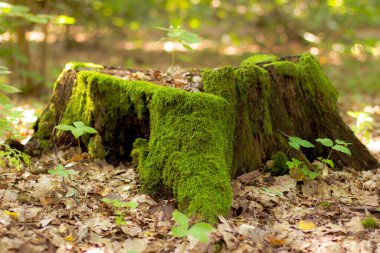 Sabah ormanında orman kökü
