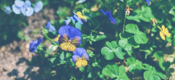 배경에는 꽃들이 여름에 아름다운 정원에 — 스톡 사진