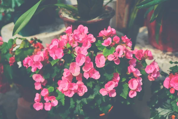 Bitki Örtüsü Arka Planında Renkli Çiçekler Güzel Bahçe Çiçekleri Açan — Stok fotoğraf