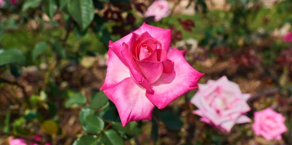 Roze Roos Tuin Natuur Achtergrond — Stockfoto