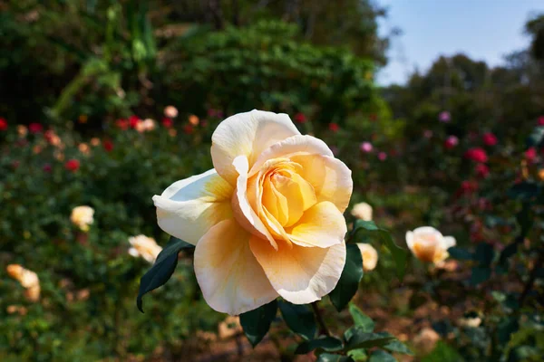 Gelbe Rose Garten Hintergrund Natur — Stockfoto