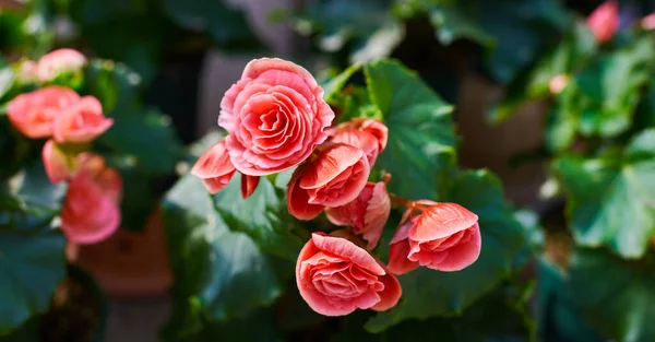 Blühende Begonien Garten Leuchtend Rosa Blüten Wachsbegonien Zierpflanze Aus Nächster — Stockfoto