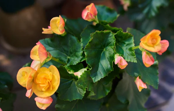 Blommande Begonier Trädgården Ljusgula Blommor Vaxbegonia Närbild Dekorativa Anläggningar — Stockfoto