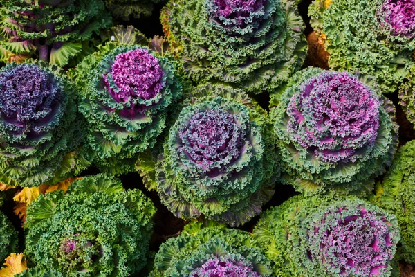 Ornamental kale with white, pink, and green leaves. Dekorative brassica oleracea. Flowering decorative purple-pink cabbage plant in garden.