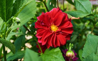 Çiçekler, taç yapraklarının kırmızı renginde. Renkli doğa geçmişi. Yeşil arka planda güzel bir yıldız çiçeği. Yaz çiçekleri.