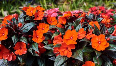 Bahçede çiçek açan begonyalar. Parlak kırmızı çiçekler, balmumu begonyası. Dekoratif bitki yakın plan.