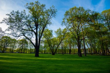 Yeşil çimen tarlası ve yeşil ağaç bitkisi olan güzel bir sabah ışığı..