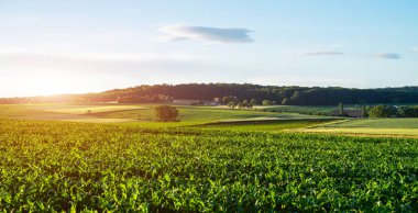 Kırsal manzara günbatımı manzarası, ufka uzanan bir çayırlık ve pitoresk bulutlar. Harika bir sahne. Gökyüzünde renkli bulutlarla çayırların üzerinde fantastik bir gün doğumu..