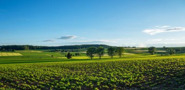 Fransa 'nın doğusundaki Mulhouse yakınlarında, İsviçre ve Alman sınırlarına yakın, güzel bir çevredeki tarım arazisinin ideolojik kırsal manzarası. Tarlalar ve harika mavi gökyüzü, gölgeli panoramik manzara.